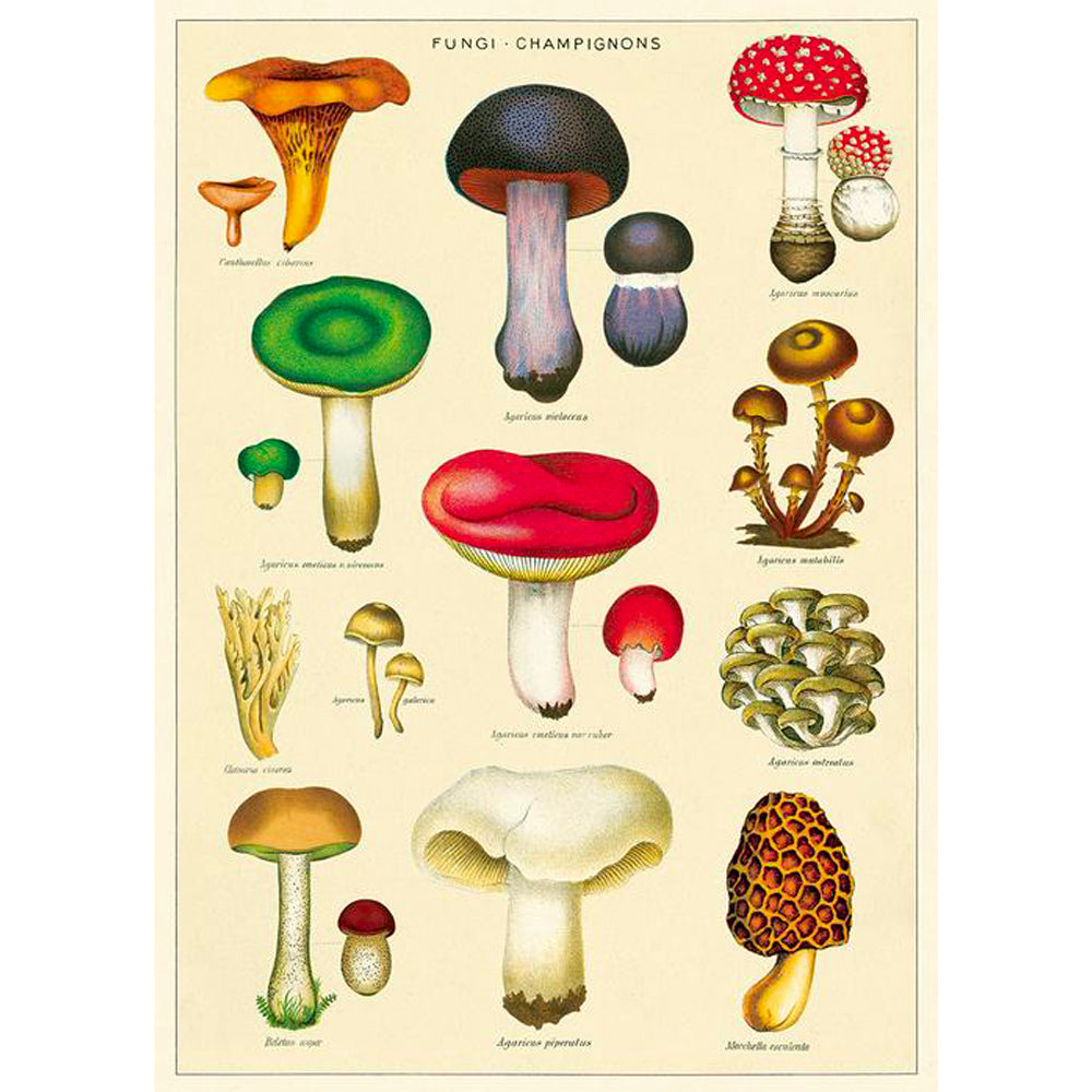 Magic Mushroom Gift Wrap Poster