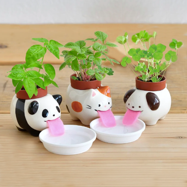 Drinking Pet Planter