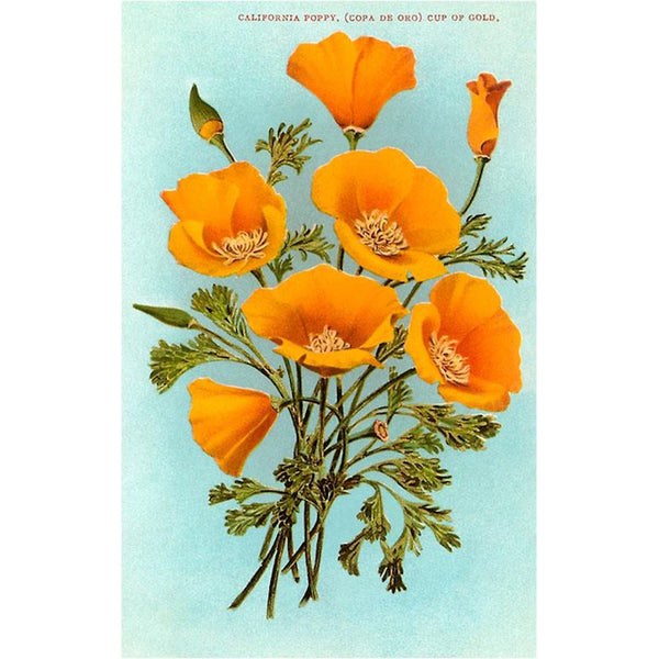 California Poppy Postcard