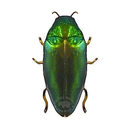 Genuine Jewel Beetle Brooch