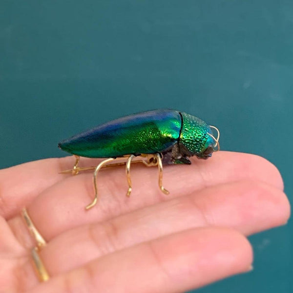 Genuine Jewel Beetle Brooch