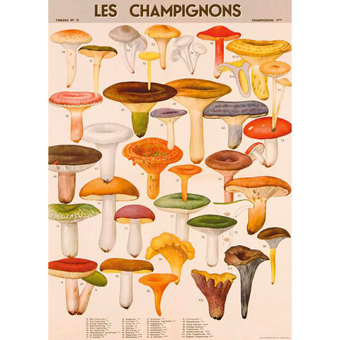 French Fungi Gift Wrap Poster