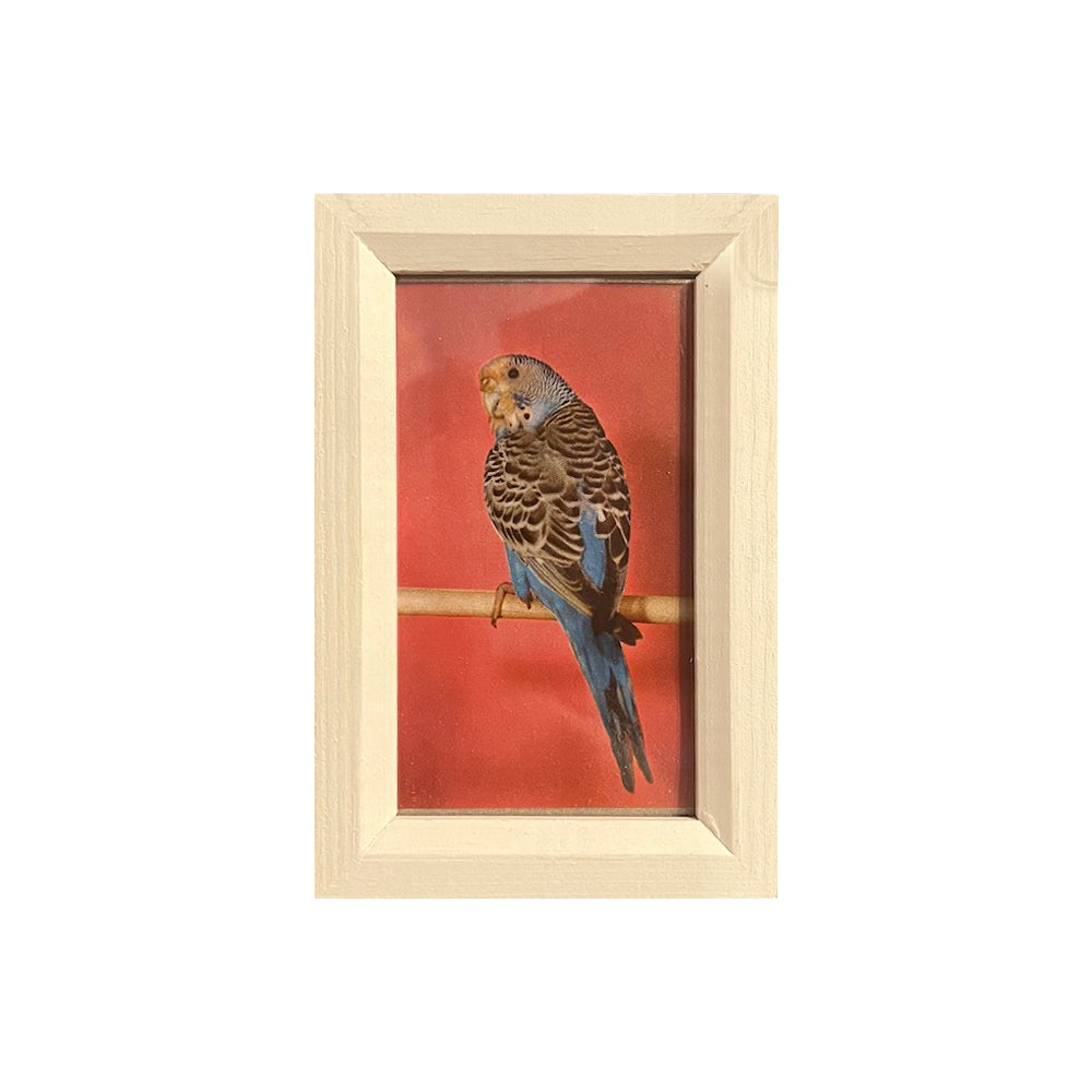 Vintage Parakeet Bird Mini  Print