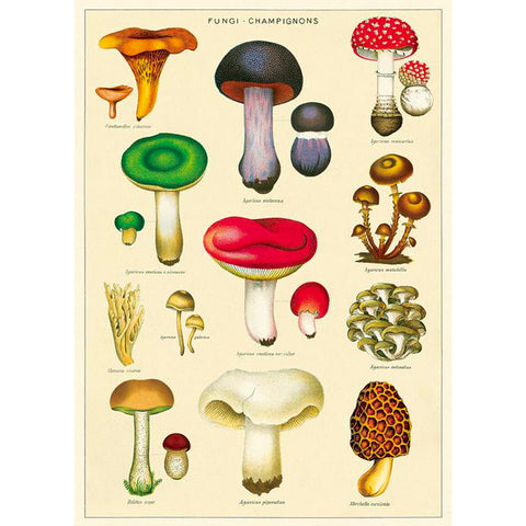 Magic Mushroom Gift Wrap Poster