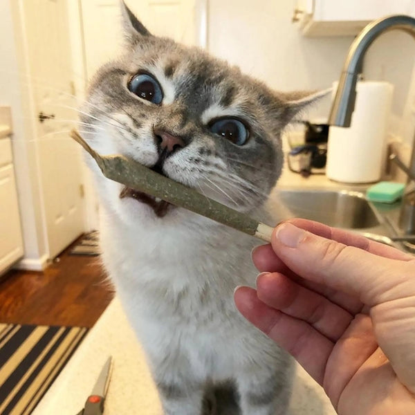 Cat Nip Joints