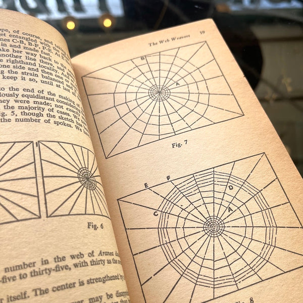 The Life of the Spider - Vintage 1954