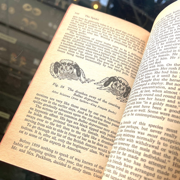 The Life of the Spider - Vintage 1954