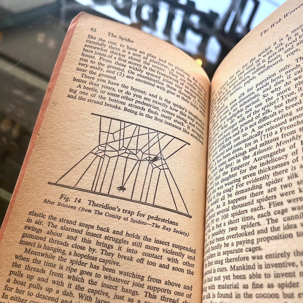 The Life of the Spider - Vintage 1954