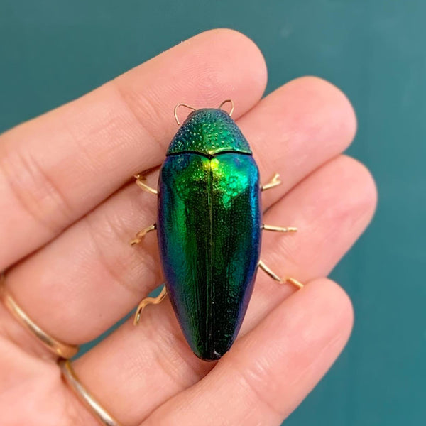 Genuine Jewel Beetle Brooch
