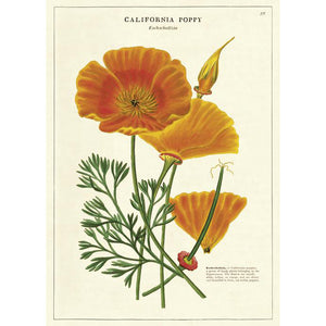 California Poppy Poster